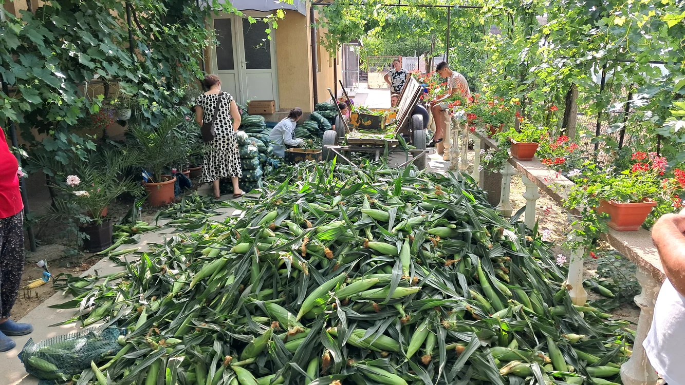 Porumbul zaharat începe să înlocuiască pepenii verzi FOTO: Ionelia Nucă