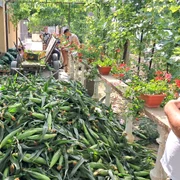 porumb zaharat cultivat la calarasi, dolj   foto ionelia nuca (3) jpeg