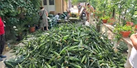 porumb zaharat cultivat la calarasi, dolj   foto ionelia nuca (3) jpeg
