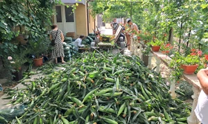 porumb zaharat cultivat la calarasi, dolj   foto ionelia nuca (3) jpeg