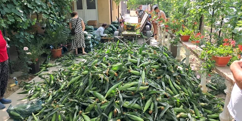 porumb zaharat cultivat la calarasi, dolj foto ionelia nuca (3) jpeg