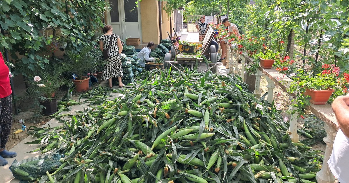 Pepenii verzi cedează locul altor culturi în „Sahara Olteniei”: care sunt avantajele?