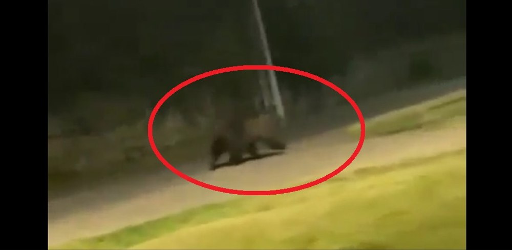 Ursul Rambo la indigo? Animal sălbatic fugărit și filmat de șoferi în Florești-Prahova VIDEO