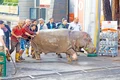 Hipopotamul a fost  capturat şi tranchilizat jpeg