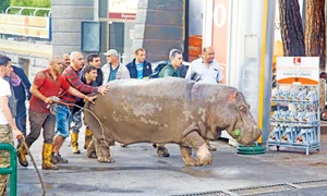 Hipopotamul a fost  capturat şi tranchilizat jpeg