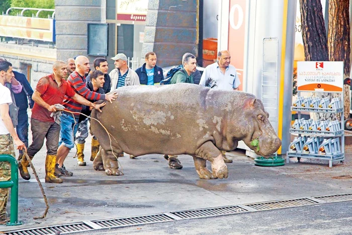 Hipopotamul a fost  capturat şi tranchilizat