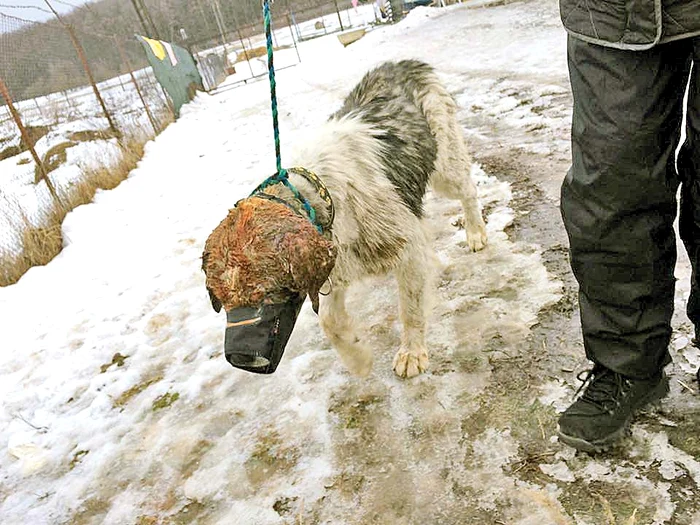 Câinele a fost adus  în Bucureşti  de o asociaţie