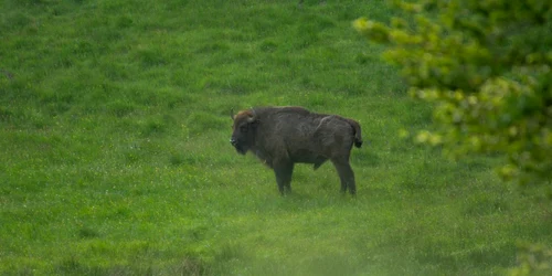 Trei pui de zimbri au fost eliberaţi în Munţii Făgăraş FOTO Fundaţia Conservation Carpathia