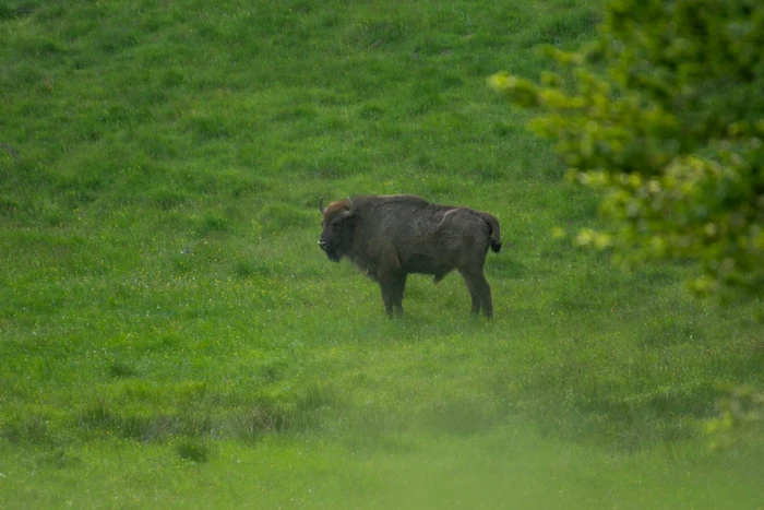 Trei pui de zimbri au fost eliberaţi în Munţii Făgăraş FOTO Fundaţia Conservation Carpathia