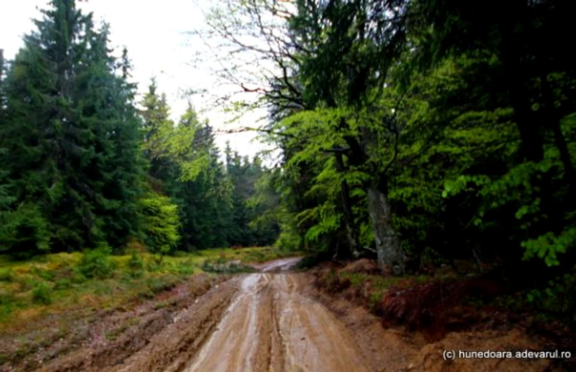 Drumul prin pădure spre Vadu Dobrii. FOTO: Daniel Guţă. ADEVĂRUL.