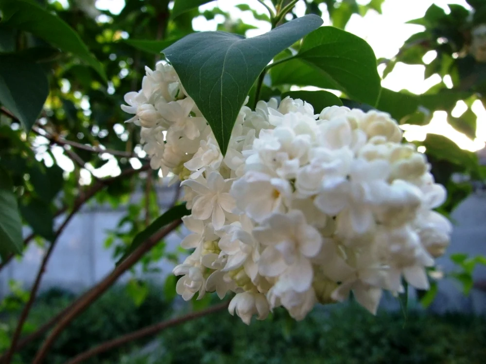 Parfum de liliac alb FOTO Sînziana Ionescu