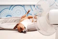 Caldura - ventilator - caine - canicula FOTO Shutterstock 