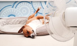 Caldura - ventilator - caine - canicula FOTO Shutterstock 