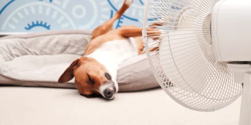 Caldura - ventilator - caine - canicula FOTO Shutterstock 