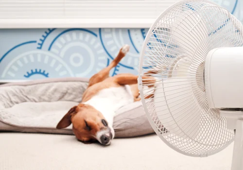 Caldura - ventilator - caine - canicula FOTO Shutterstock 