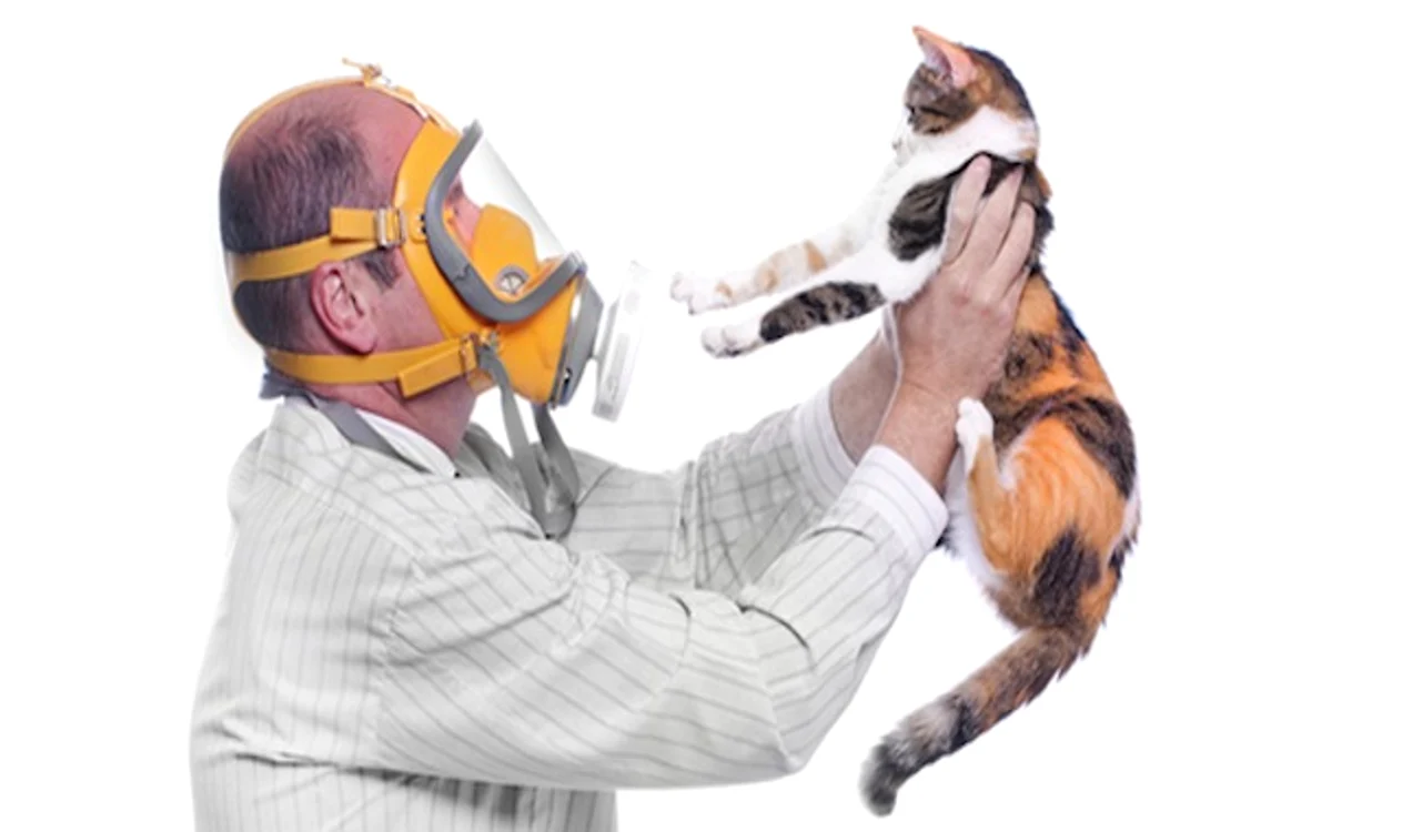 În "Alergia la pisici - tratament şi prevenire" afli cum poţi evita problemele foto: lumeanimalelor.ro