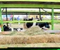 agromalim