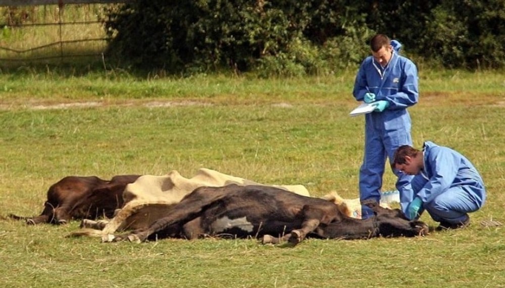 Alertă în Iași.  Muncitori la o fermă, suspecţi de infecţie cu antrax cutanat. Cum se transmite boala și ce riscuri sunt