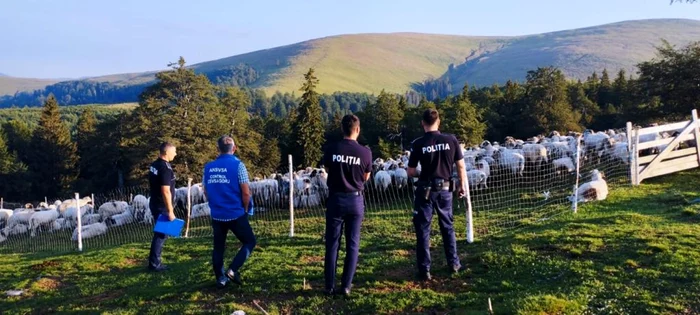 Peste 60 de stâne din judeţul Gorj au fost verificate de poliţişti Foto: Poliţia Gorj