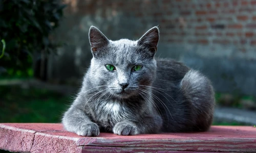 Cele mai frumoase pisici  jpg