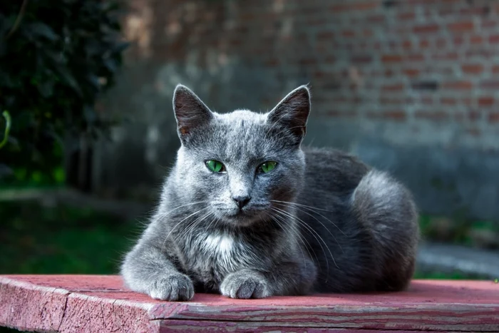 Cât de mult își poate aminti o pisică. Foto: Shutterstock.