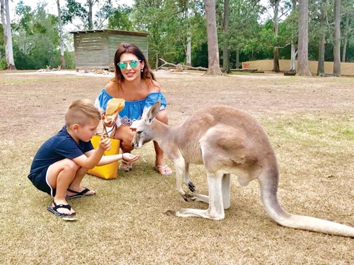 Cangurul din Australia şi-a cam umflat muşchii în preajma Celiei