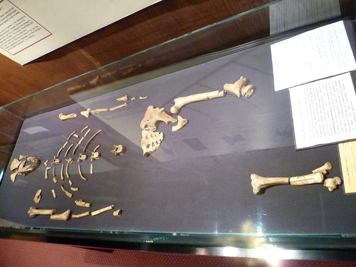 Scheletul lui Lucy,la Muzeul Național al Etiopiei (© Radosław Botev / Wikimedia Commons)