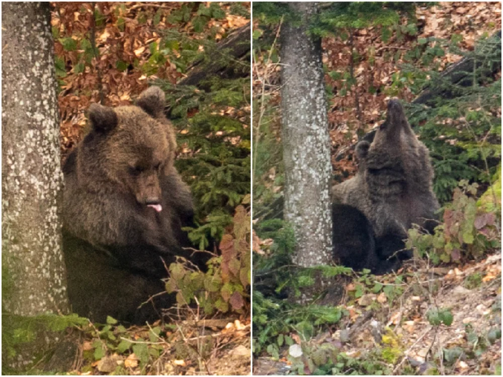 Animalul se pregătea de somn FOTO Parcul Natural Apuseni