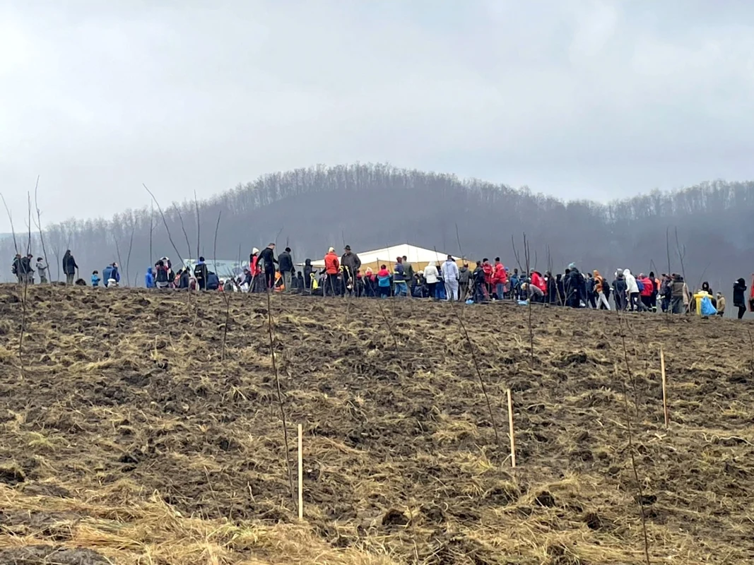 Prima pădure de nuci din România - la Copşa Mică - Sibiu Foto Adevărul - credit Primăria Copşa Mică