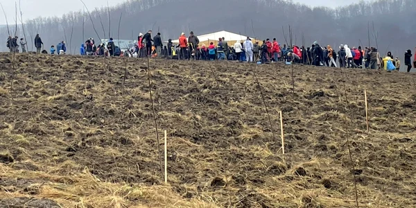 Prima pădure de nuci din România - la Copşa Mică - Sibiu Foto Adevărul - credit Primăria Copşa Mică