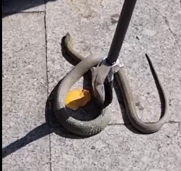 Apariție surprinzătoare în centrul Galațiului. Un șarpe trece printre copiii dintr-un parc și încearcă să intre pe o terasă VIDEO