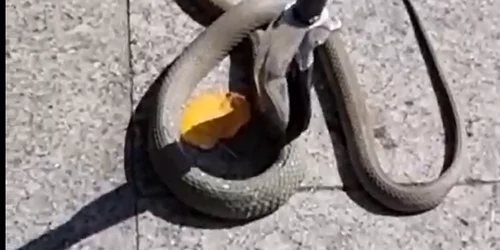 sarpe terasa Galati FOTO captura video IJJ Galati png