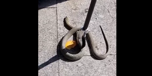 sarpe terasa Galati FOTO captura video IJJ Galati png