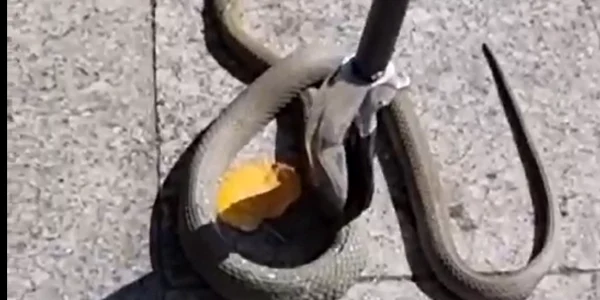 sarpe terasa Galati FOTO captura video IJJ Galati png