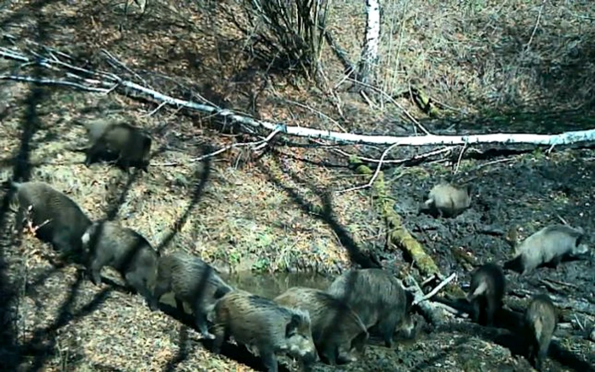 Locul de scăldat al animalelor sălbatice. PNGMC.