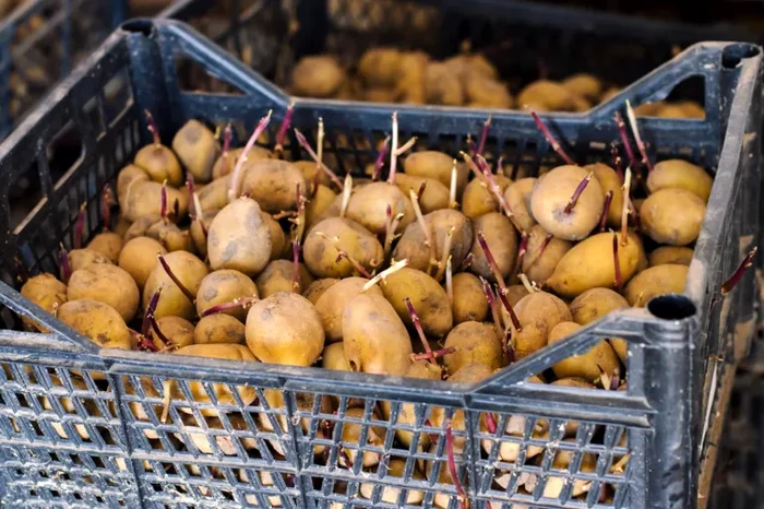 Cartofii tăi putrezesc repede? 