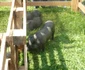 targ agro-zoo bt