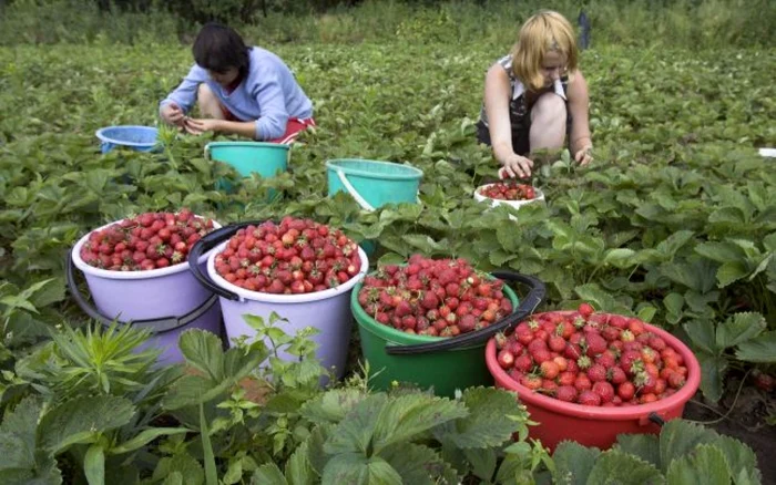 Cele mai multe joburi oferite la nivelul UE sunt în agricultură