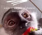 A doua postare din seria de ridiculizări aduse fanilor FOTO CAPTURĂ FOTO INSTAGRAM @sanziananegru