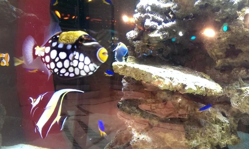 10689821 1548650915354040 5431402298497625066 n jpeg