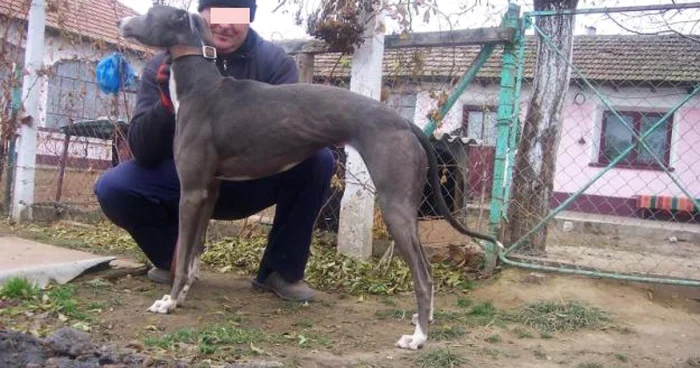 Poliţiştii au confiscat animalele de vânătoare, iar stăpânii lor riscă acum închisoarea...