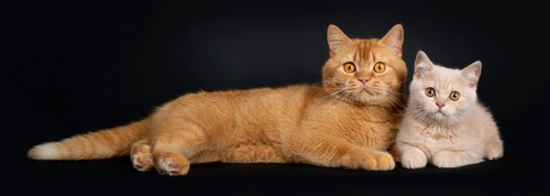 2 pisica british red shutterstock 1467816029 jpg jpeg