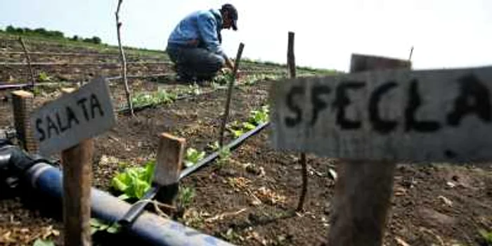 Multe locuri de muncă pentru gălăţeni în Danemarca, Foto: Adevărul