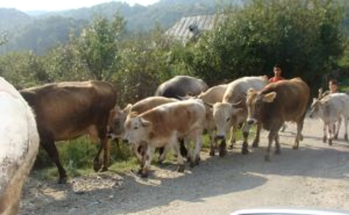 Râmnicu Vâlcea: Animale pe şosele