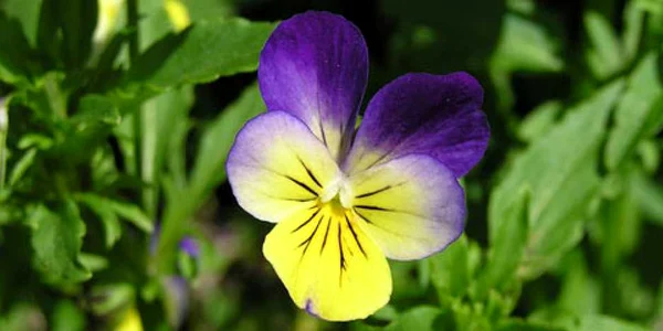 Plante