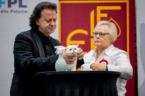 Sofisticat 2025