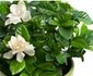 Gardenia jpeg