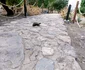 Broaștele țestoase de pe Insula Akdamar pe Lacul Van în Turcia Foto Daciana Stoica pentru Adevărul