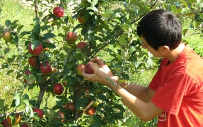 Horticultorii moldoveni beneficiază de mai multe facilităţi din partea Băncii Mondiale, pentru a putea intra pe noi pieţe de desfacere Foto: Adevărul