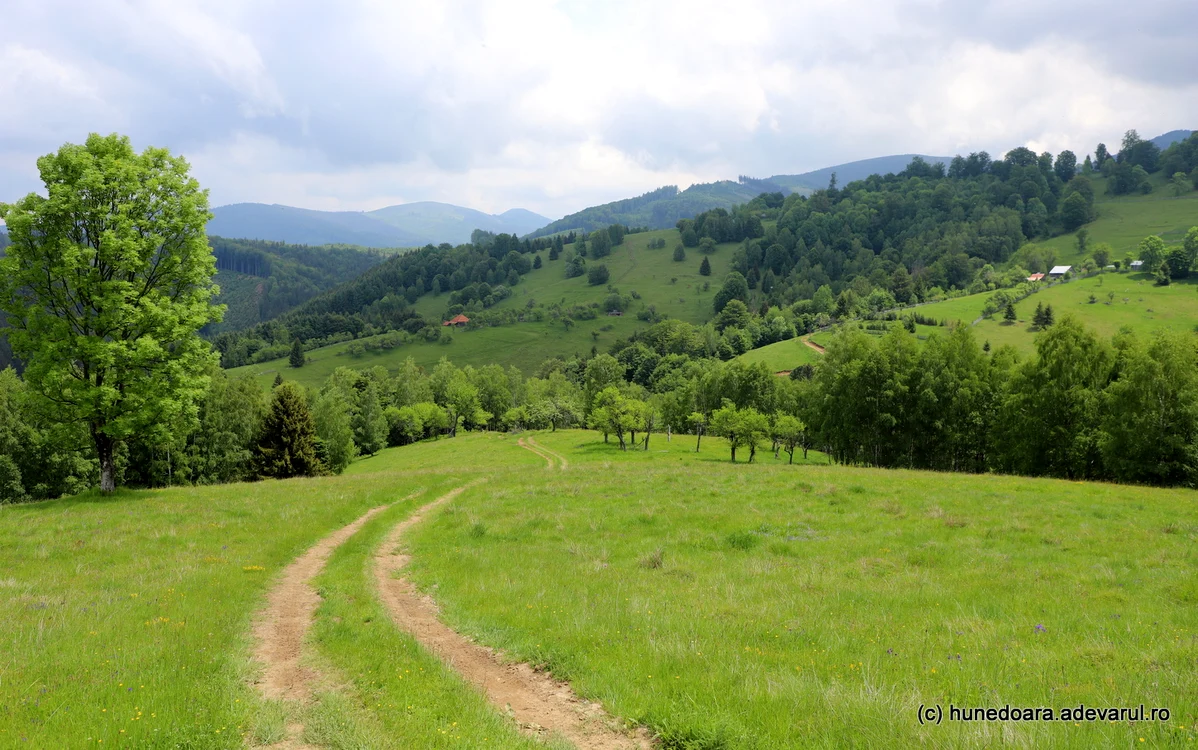 Drumul spre Vârful Godeanu, din Măgureni. Foto: Daniel Guță. ADEVĂRUL